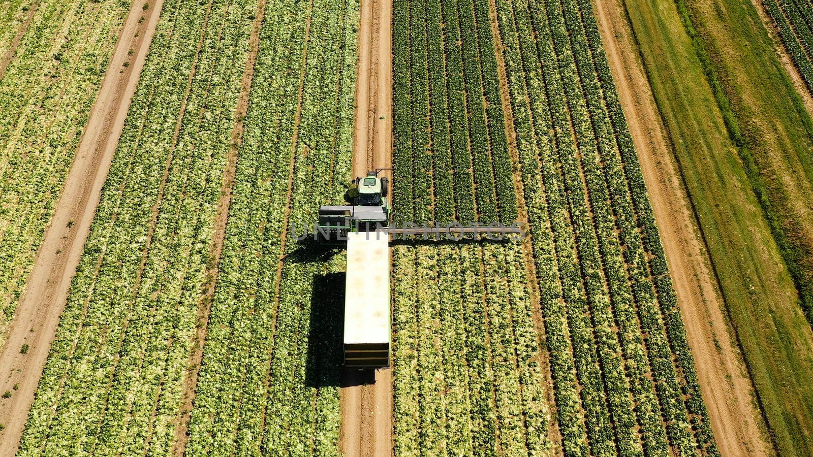 Green fields aerial view before harvest at summer. farm land with agricultural machinery.