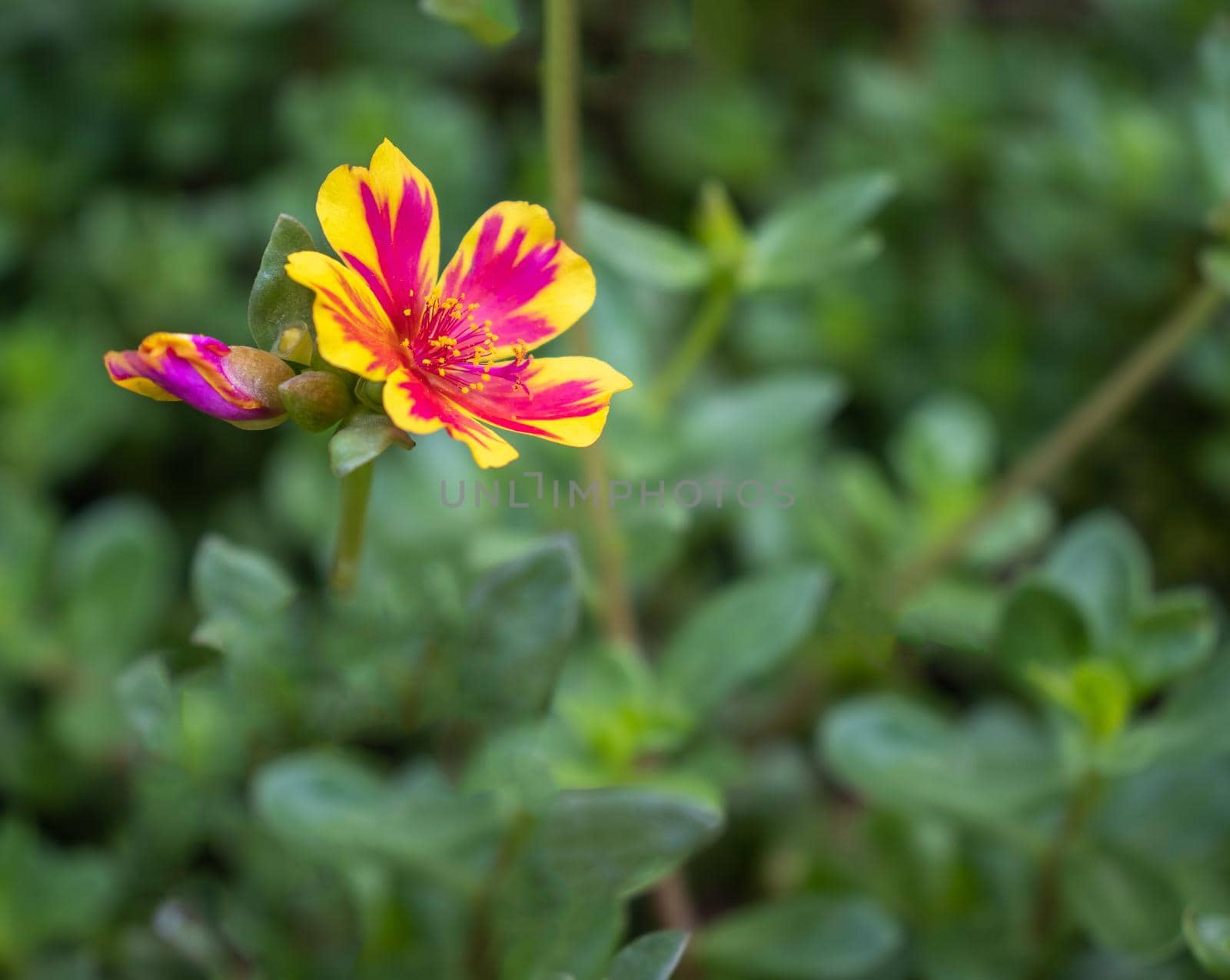 Beautiful cosmos flowers by suththisumdeang