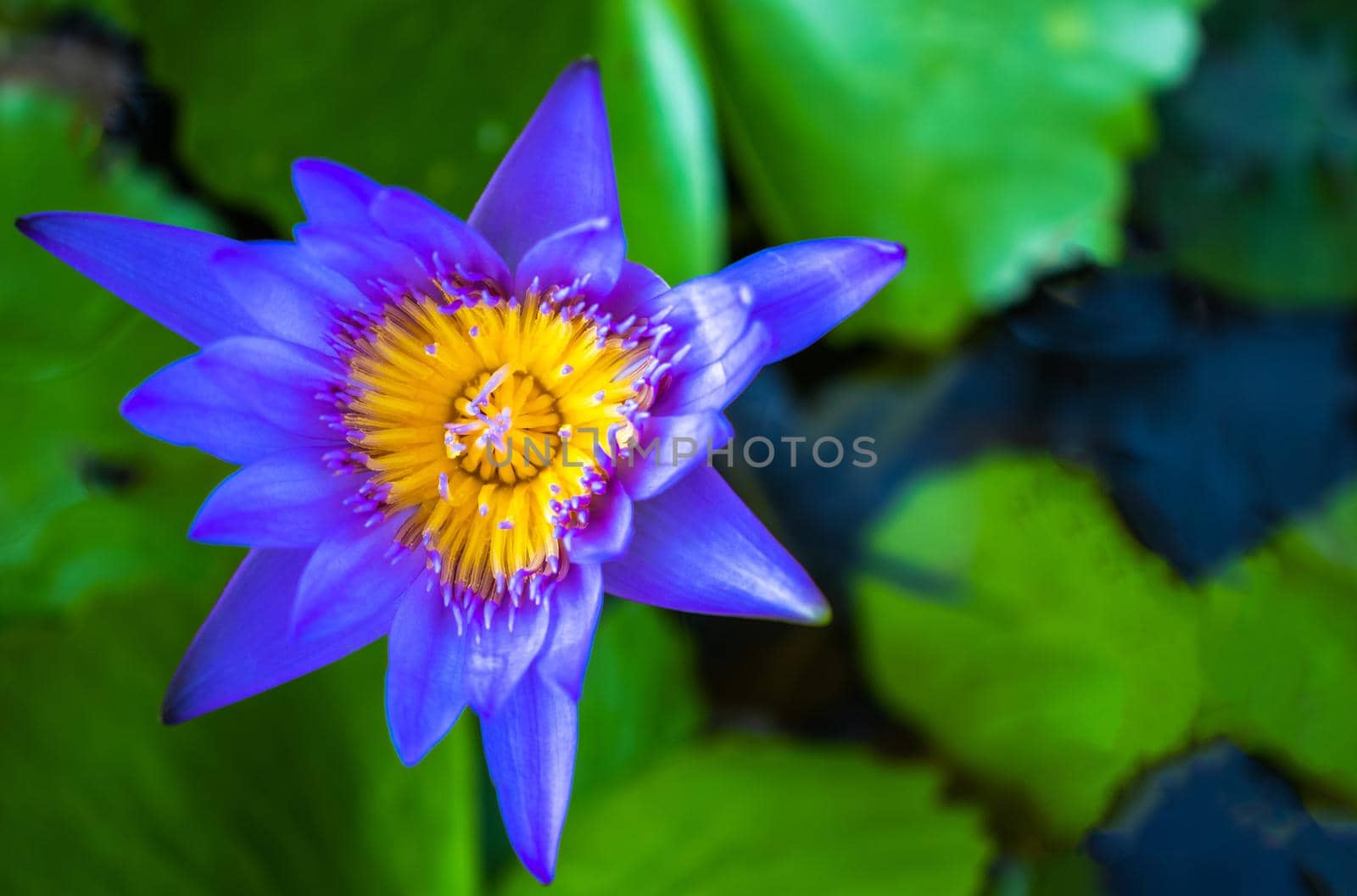 Blue lotus with green leaves in the pond.