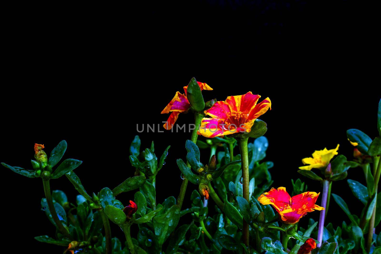 Fresh color flowers by suththisumdeang