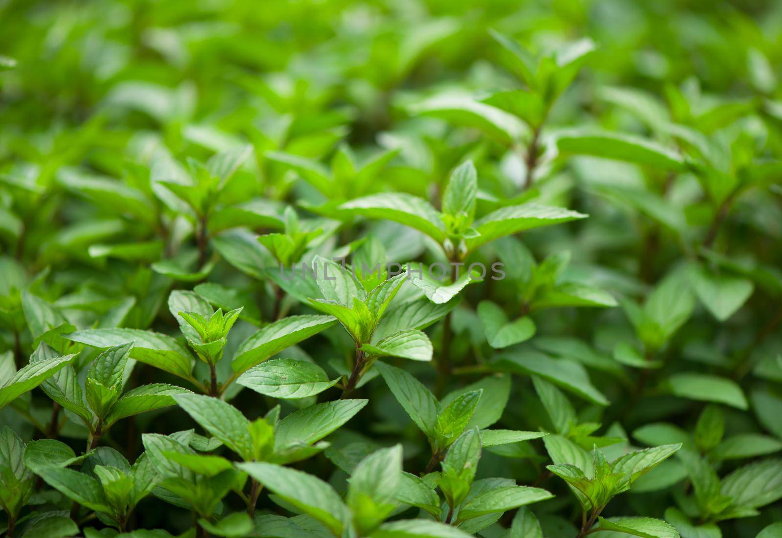 juicy summer greens. Mint plant grow at the vegetable garden by aprilphoto