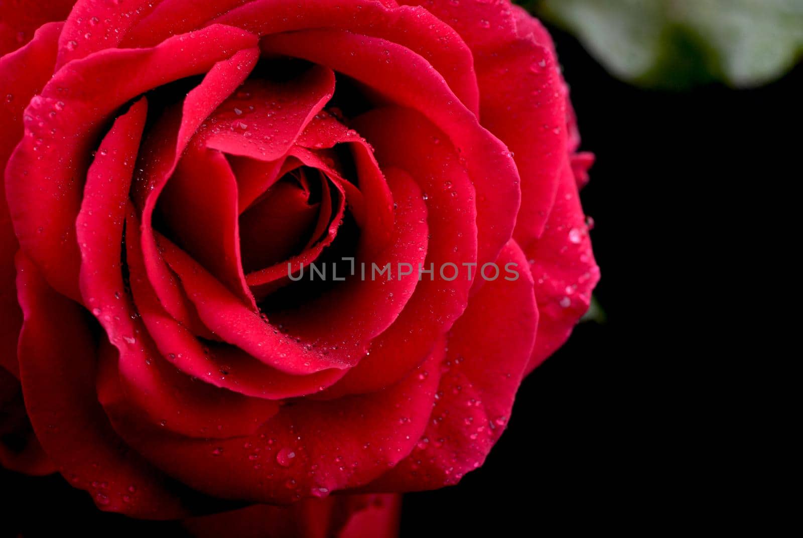 A close up macro shot of a red rose valentine day gift by aprilphoto