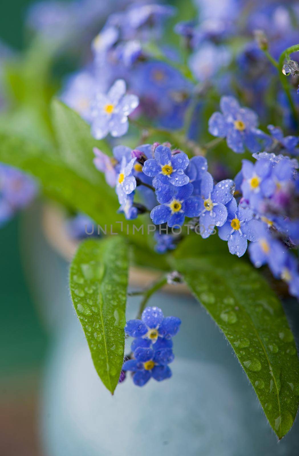 forget-me-not bouquet in glass jars on a wooden table by aprilphoto