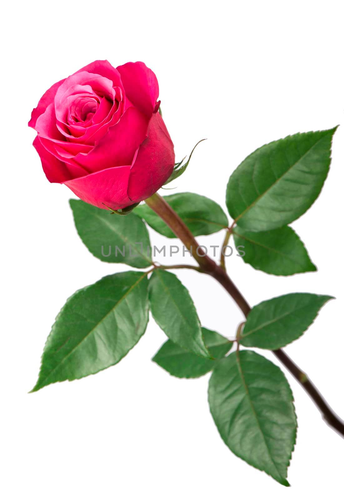 beautiful pink rose on a white background by aprilphoto