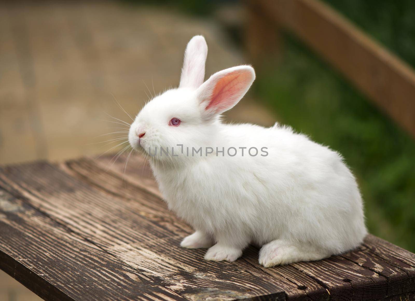 Lovely rabbit on wooden table. Animal concept