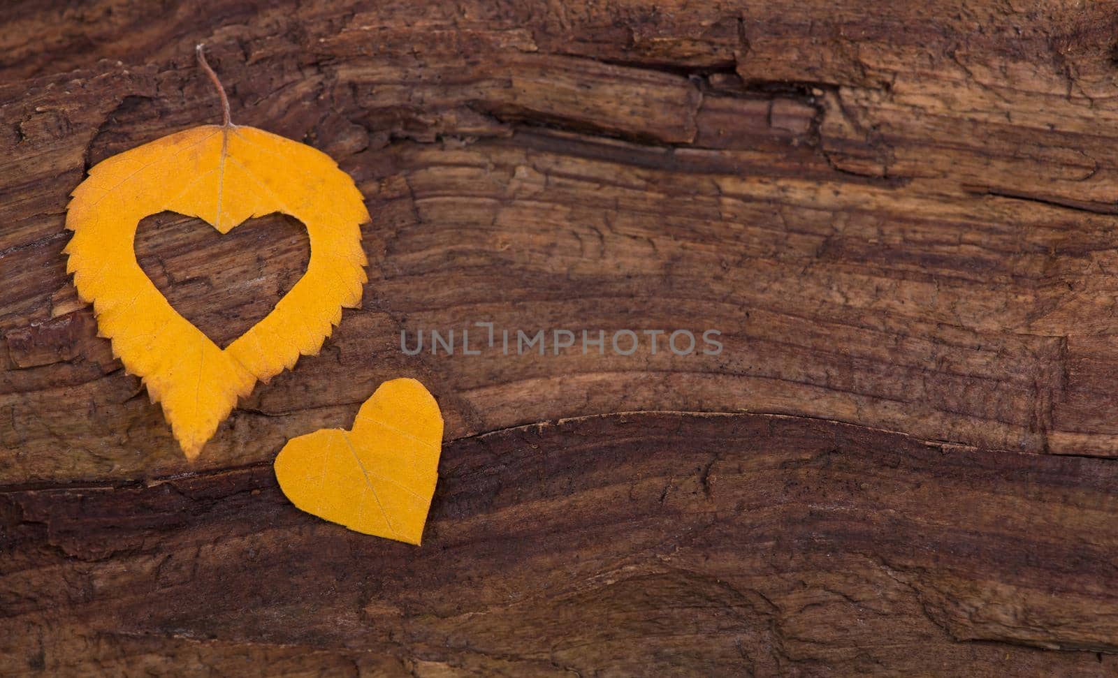 Colorful heart made of autumn leaves on a wooden background by aprilphoto