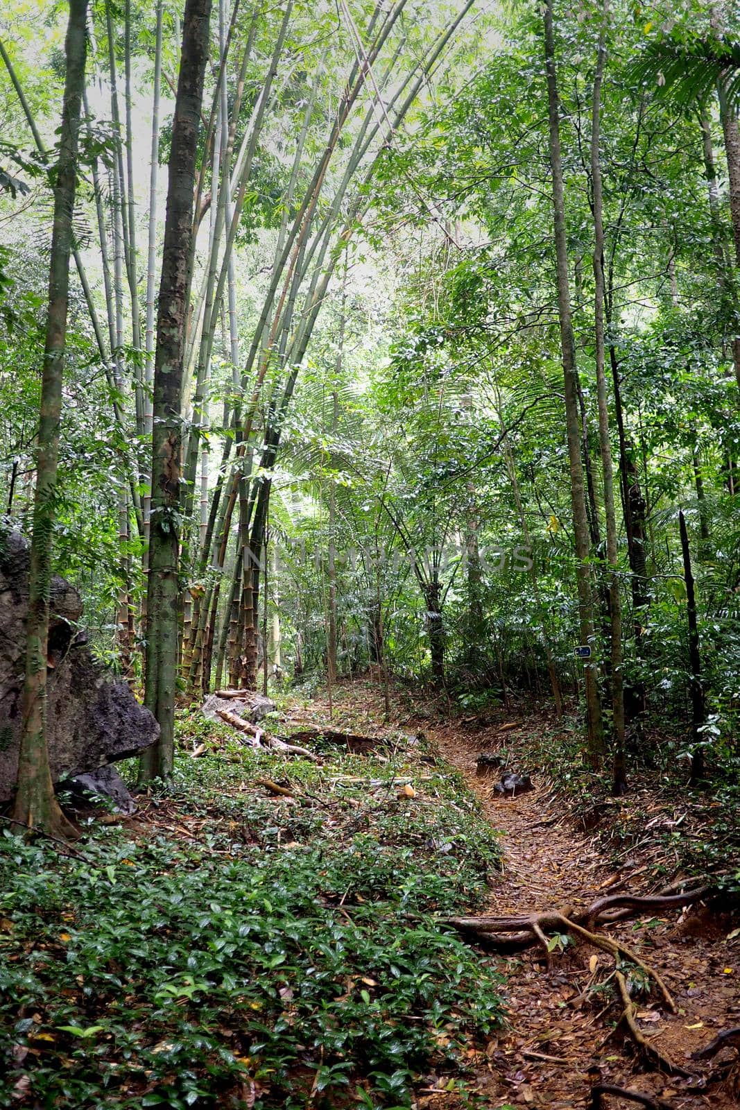 dense jungle landscape by fivepointsix