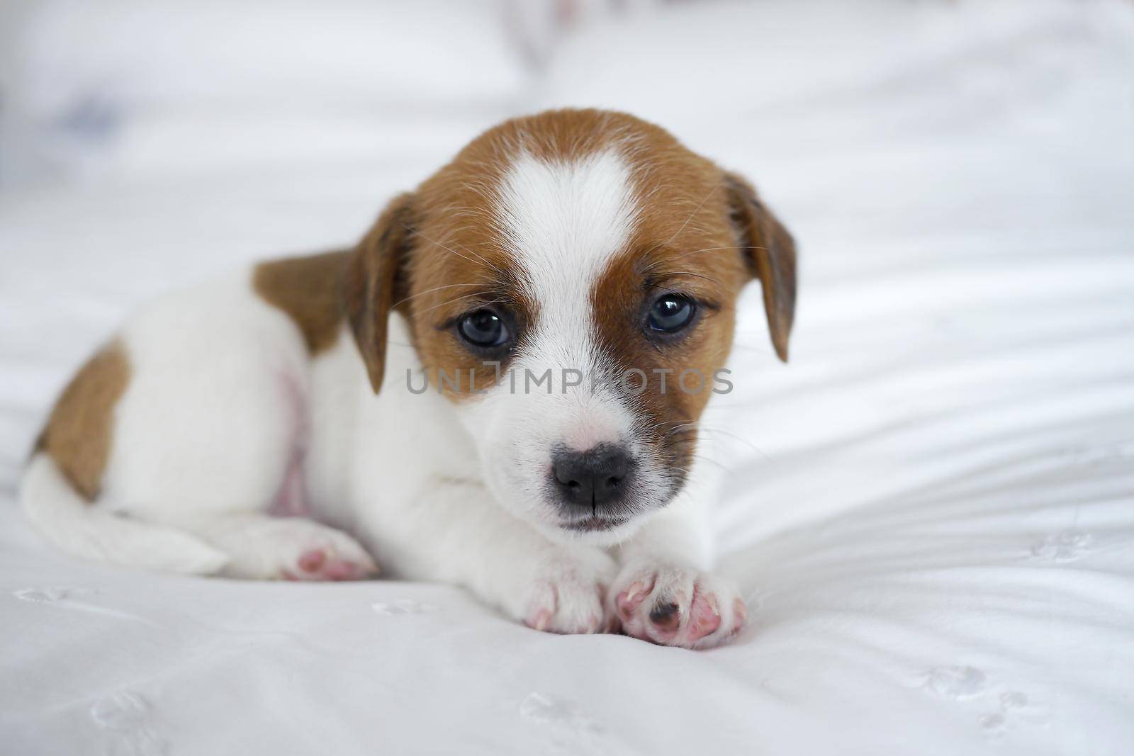 Cute JAck Russel puppy on a white bed by fivepointsix