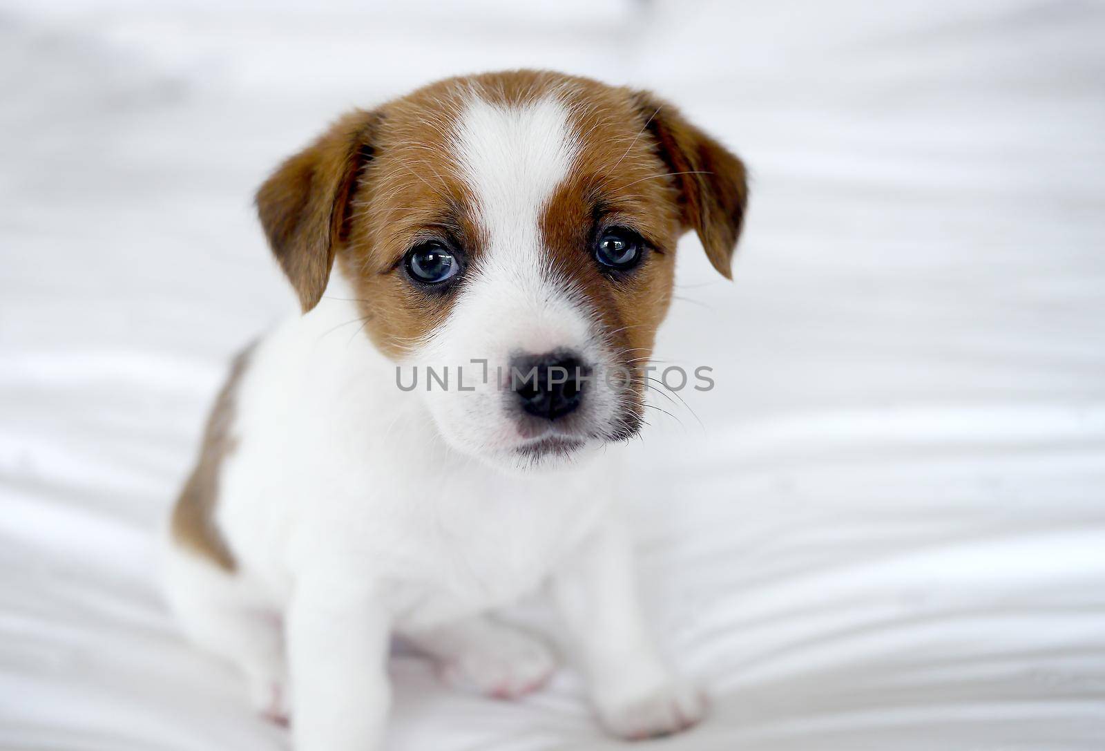 Cute JAck Russel puppy on a white bed by fivepointsix