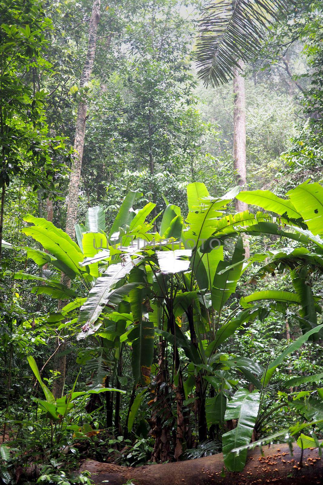 wild banana plantation in the jungle by fivepointsix