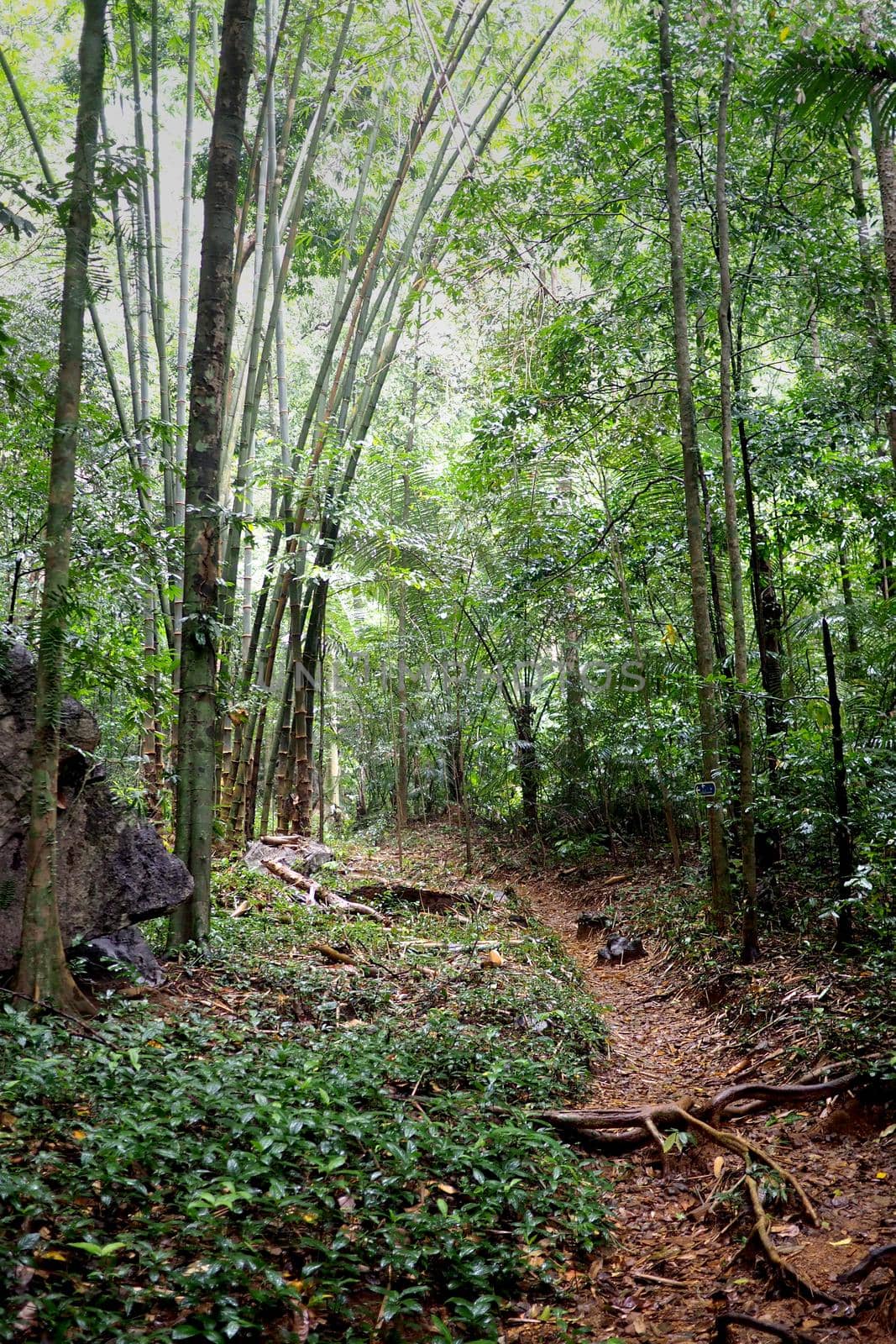 Dense jungle landscape by fivepointsix