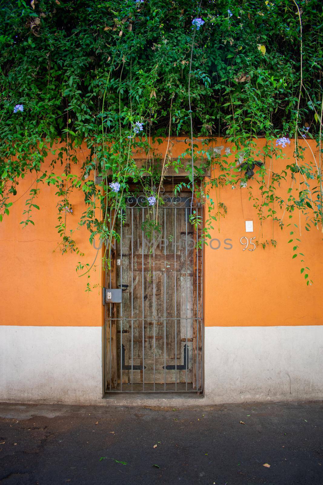 Climbing plants with blue flowers above orange and white wall with wooden door. Lattice door on house under green leaves in Mexico City. Colorful Mexican neighborhood