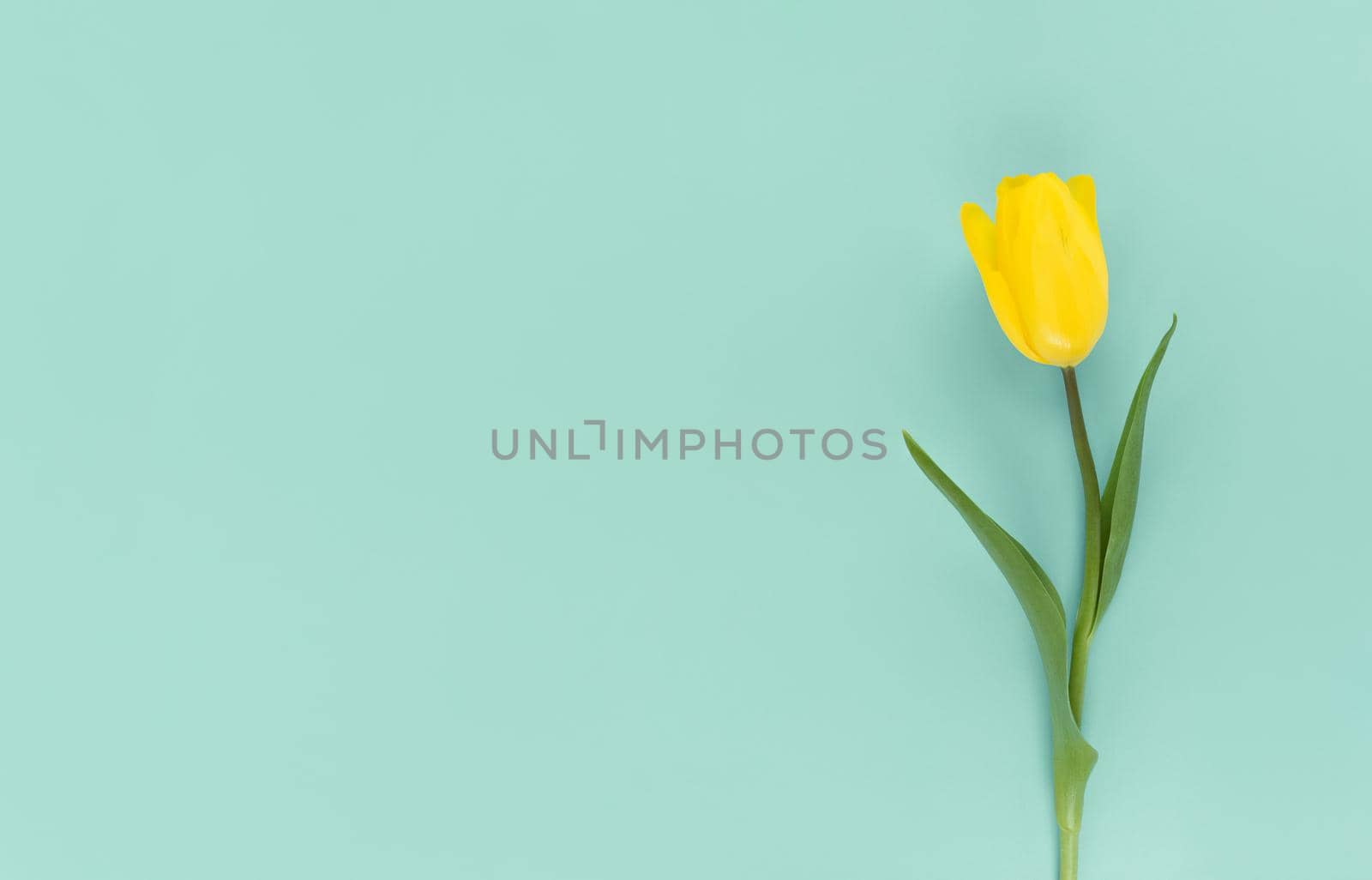 Yellow tulip on a green background. Mimimalistic flat lay with copy space.