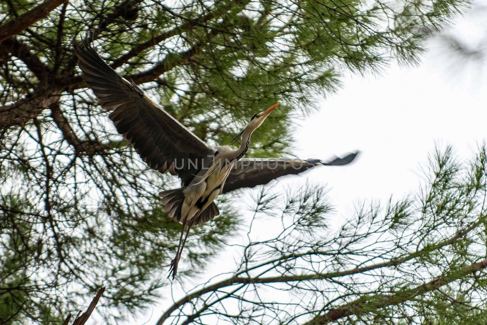 gray heron perched on a pine in the cityin winter time