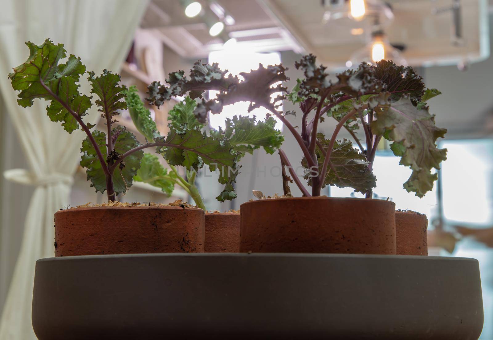 Kale vegetables tree planted growing in four ceramic plant pot at house. Selective focus.