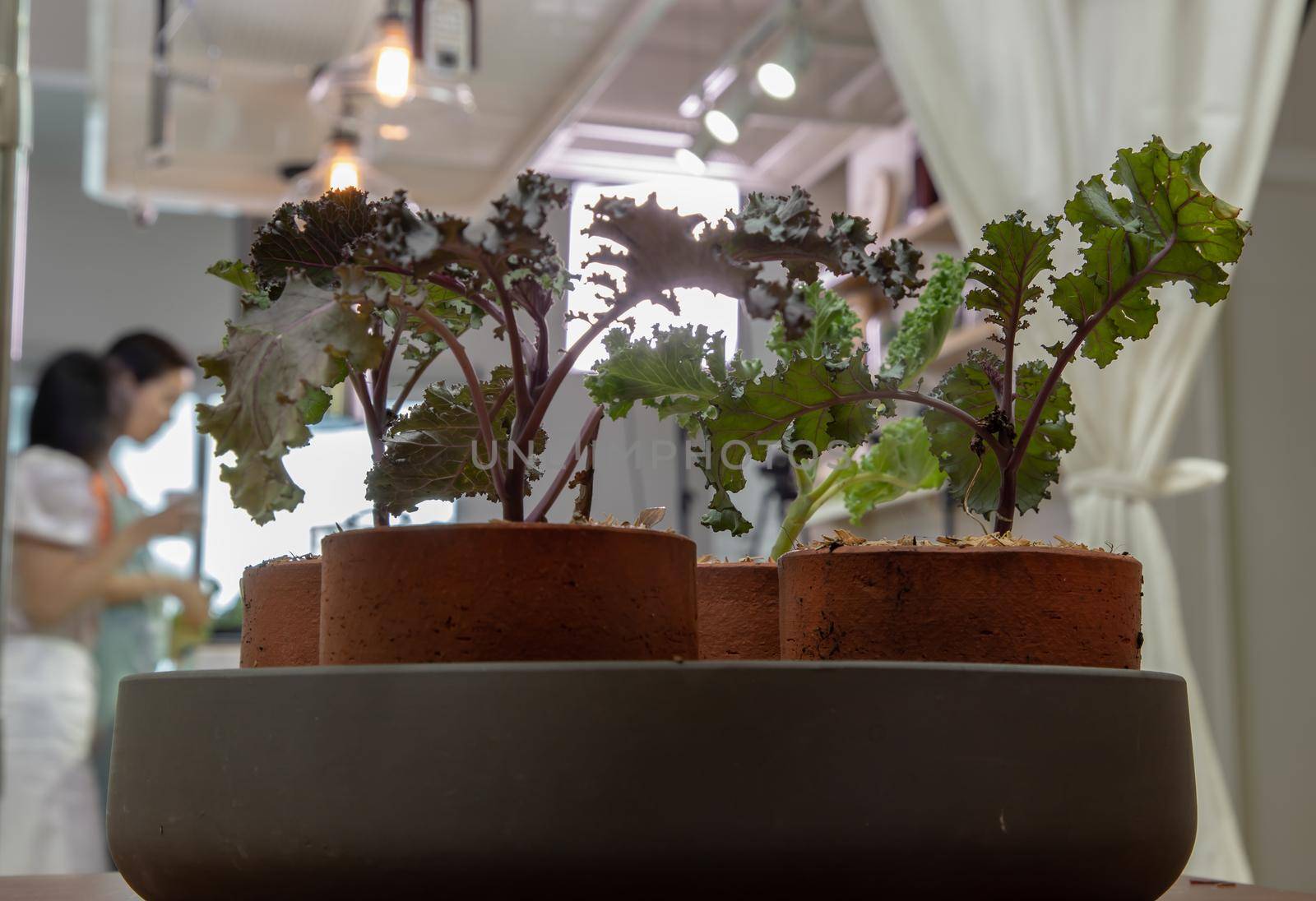 Kale vegetables tree planted growing in four ceramic plant pot at house. Selective focus.