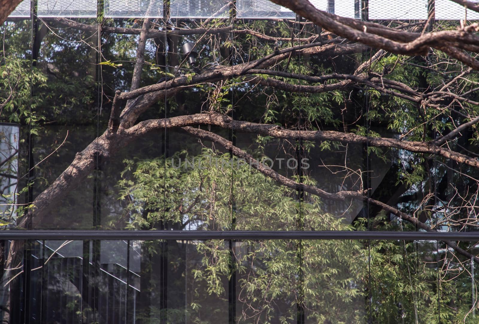 The details of tree branches and green leaf reflecting in the glass wall. Selective focus.