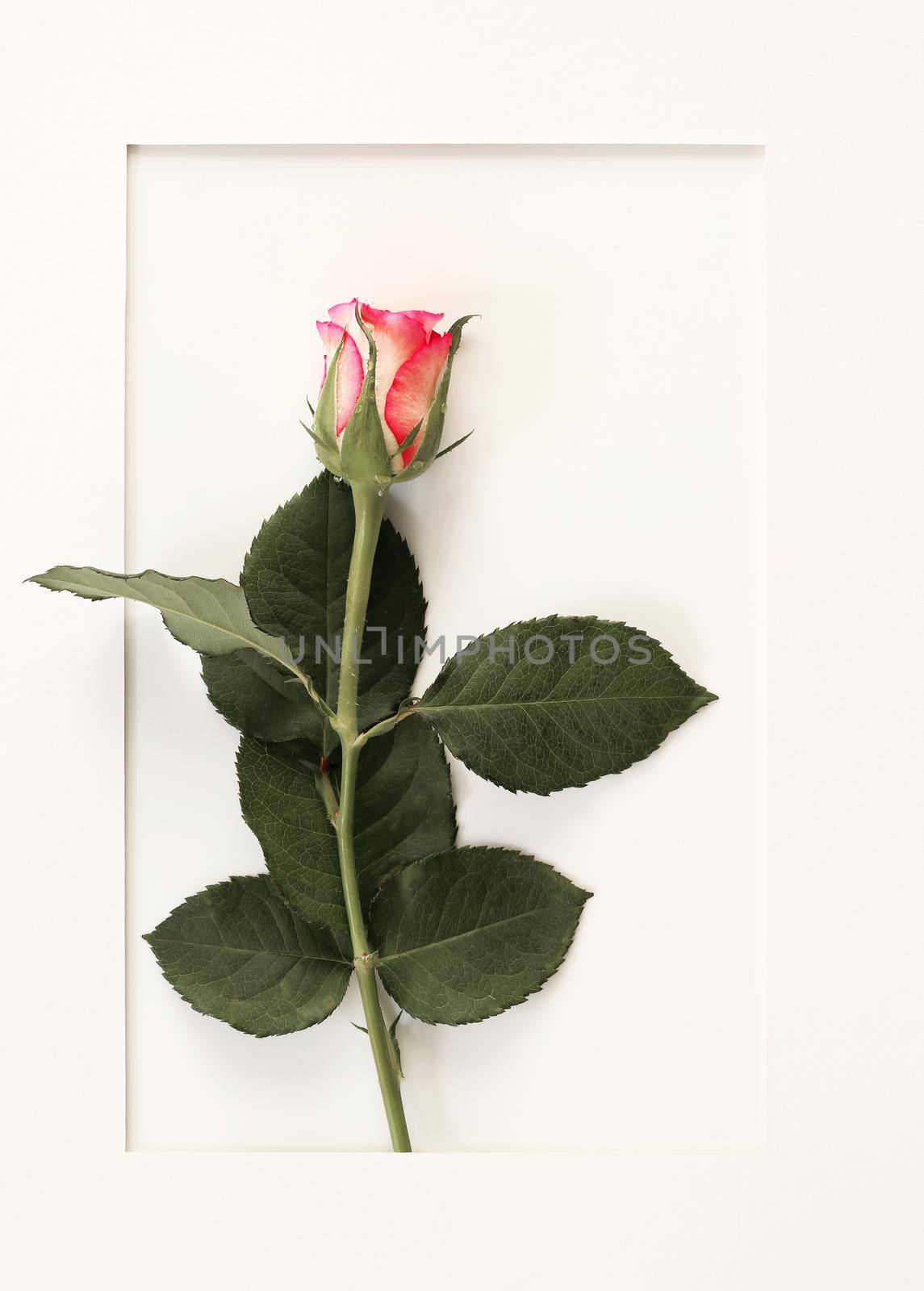 Love card with rose, Valentines day greeting card. Red pink rose flower on white frame. Top view, copy space, place for text. Cards for romantic love greetings