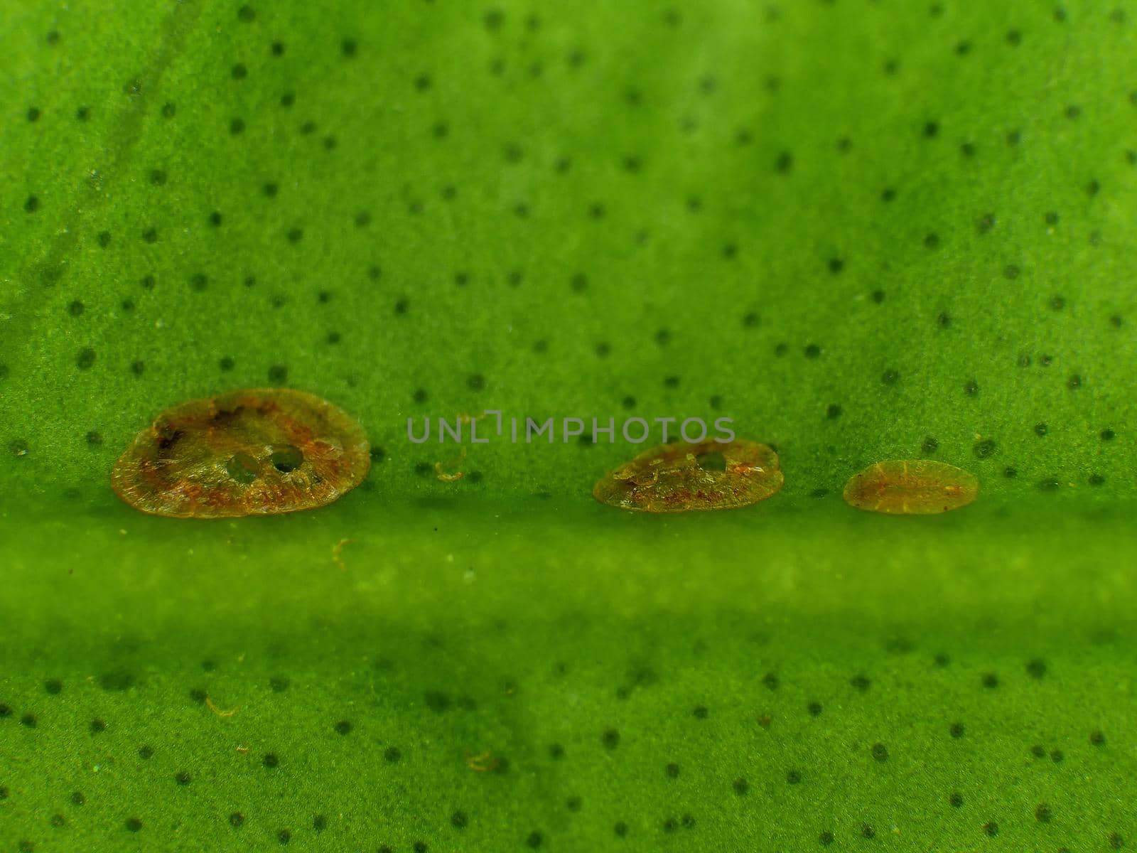 scale insects on a green leaf by Jochen