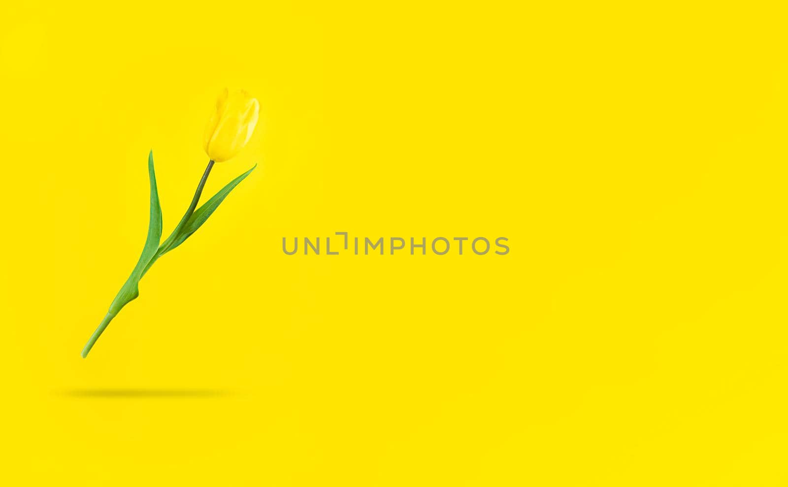 Levitating yellow tulip with shadow under it and copyspace.