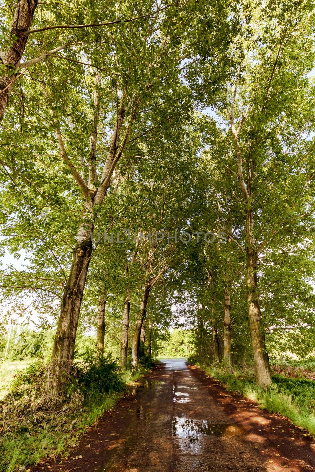 Way through a row of trees on a sunny day after rain. by vladispas