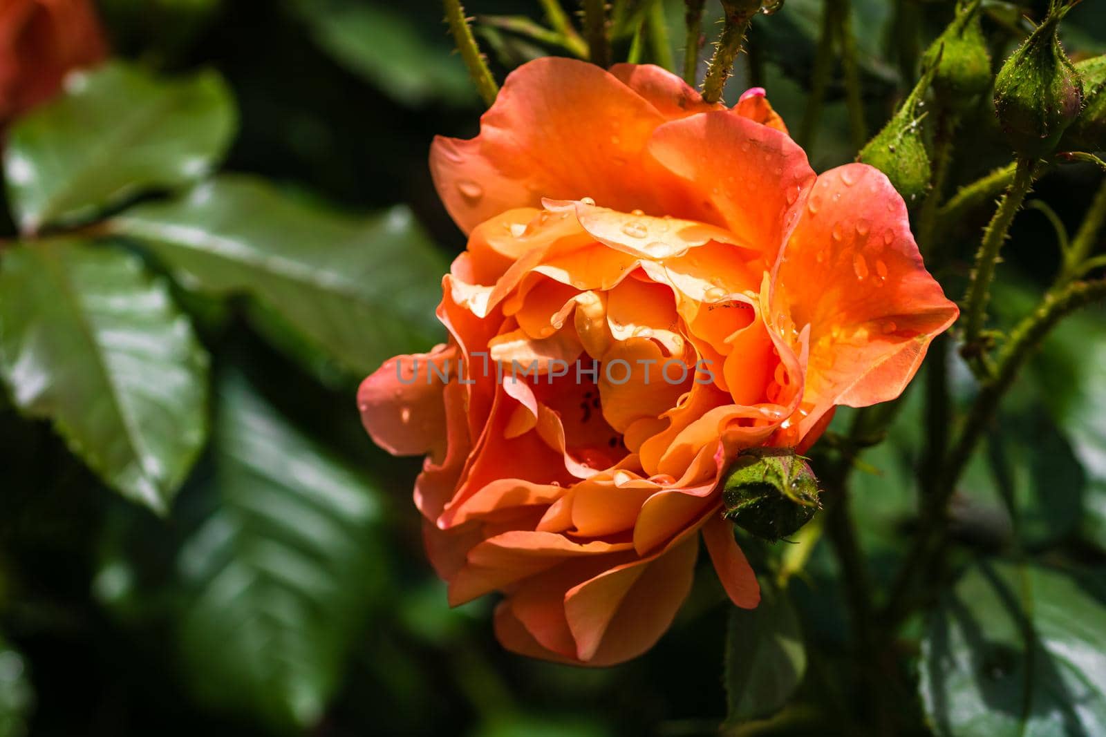 Close up and selective focus on orange rose outdoor.