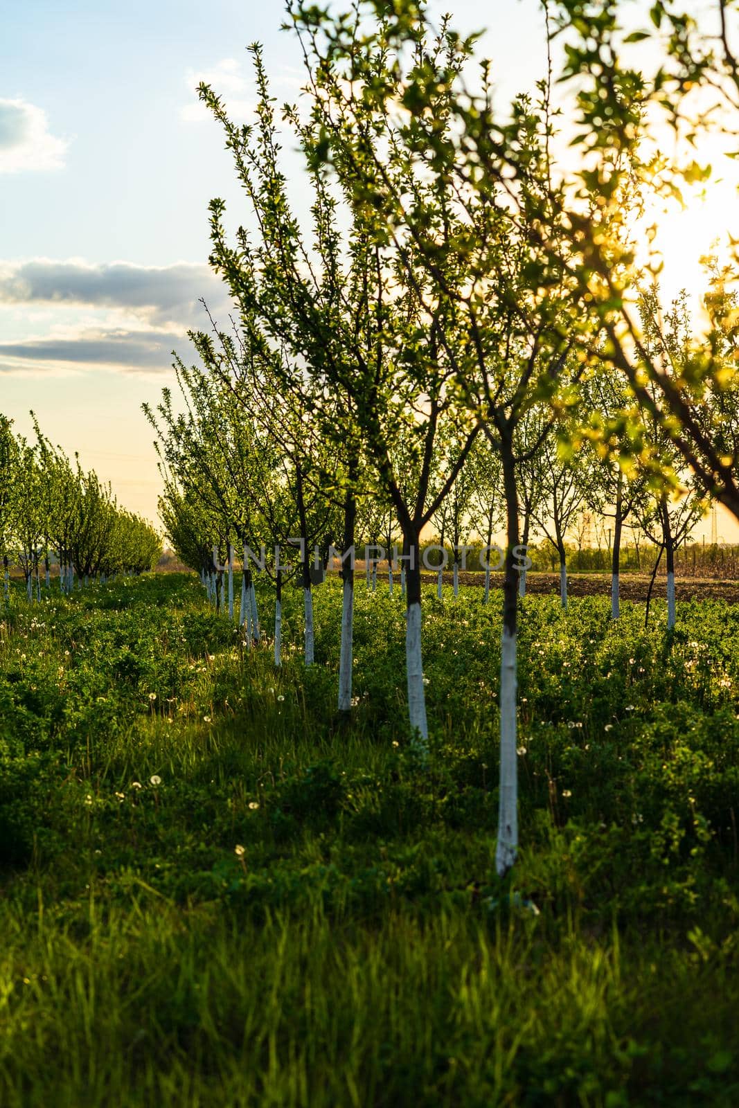 Beautiful sunset lights over the orchard of trees with painted trunks in white. by vladispas