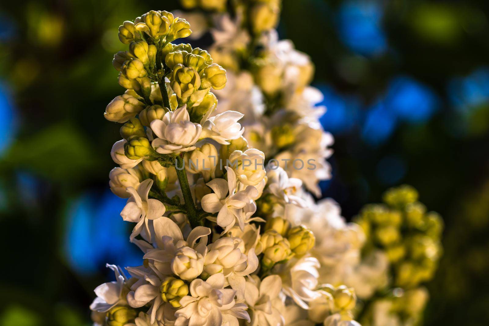 Close up of white lilac flowers isolated on blurred background. by vladispas