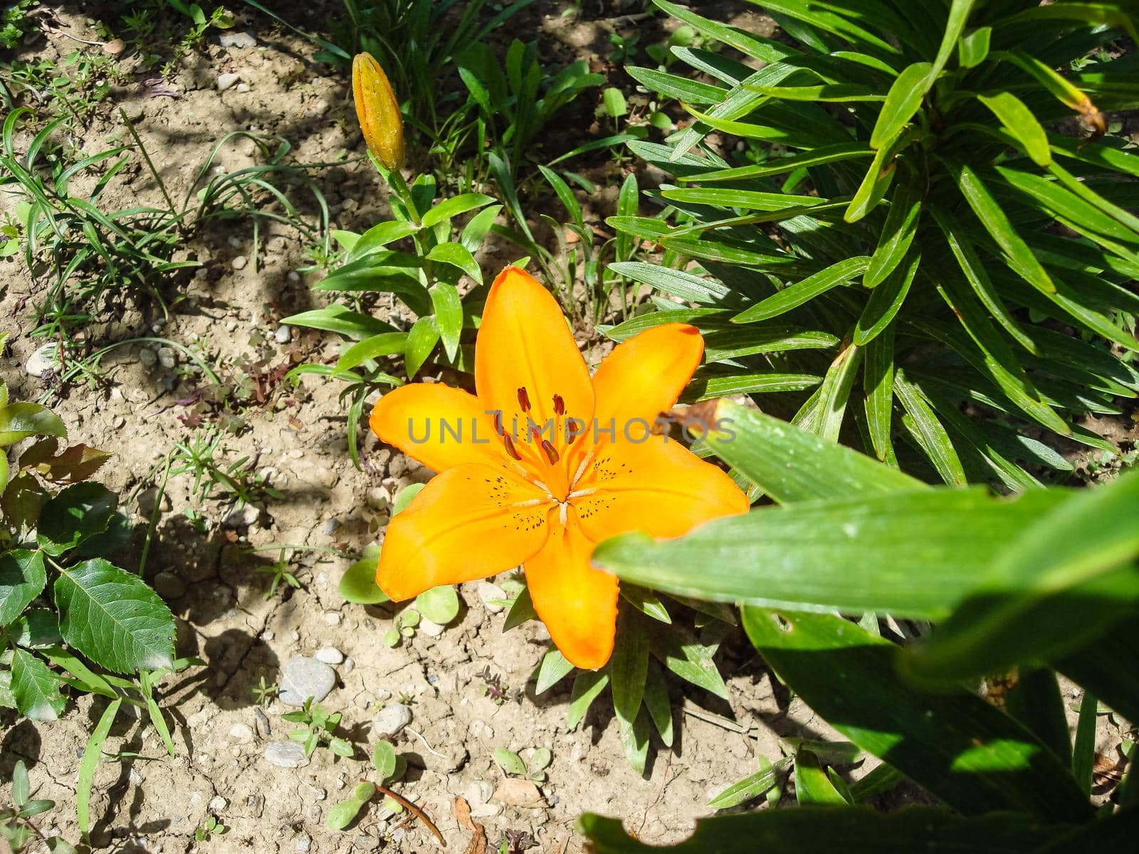 Colorful spring flowers blooming isolated in a garden. by vladispas