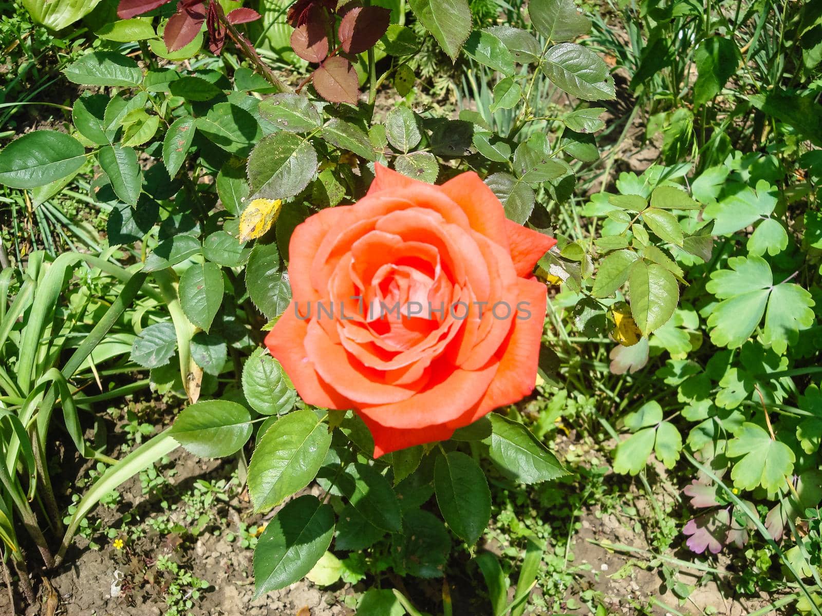 Colorful spring flowers blooming isolated in a garden.