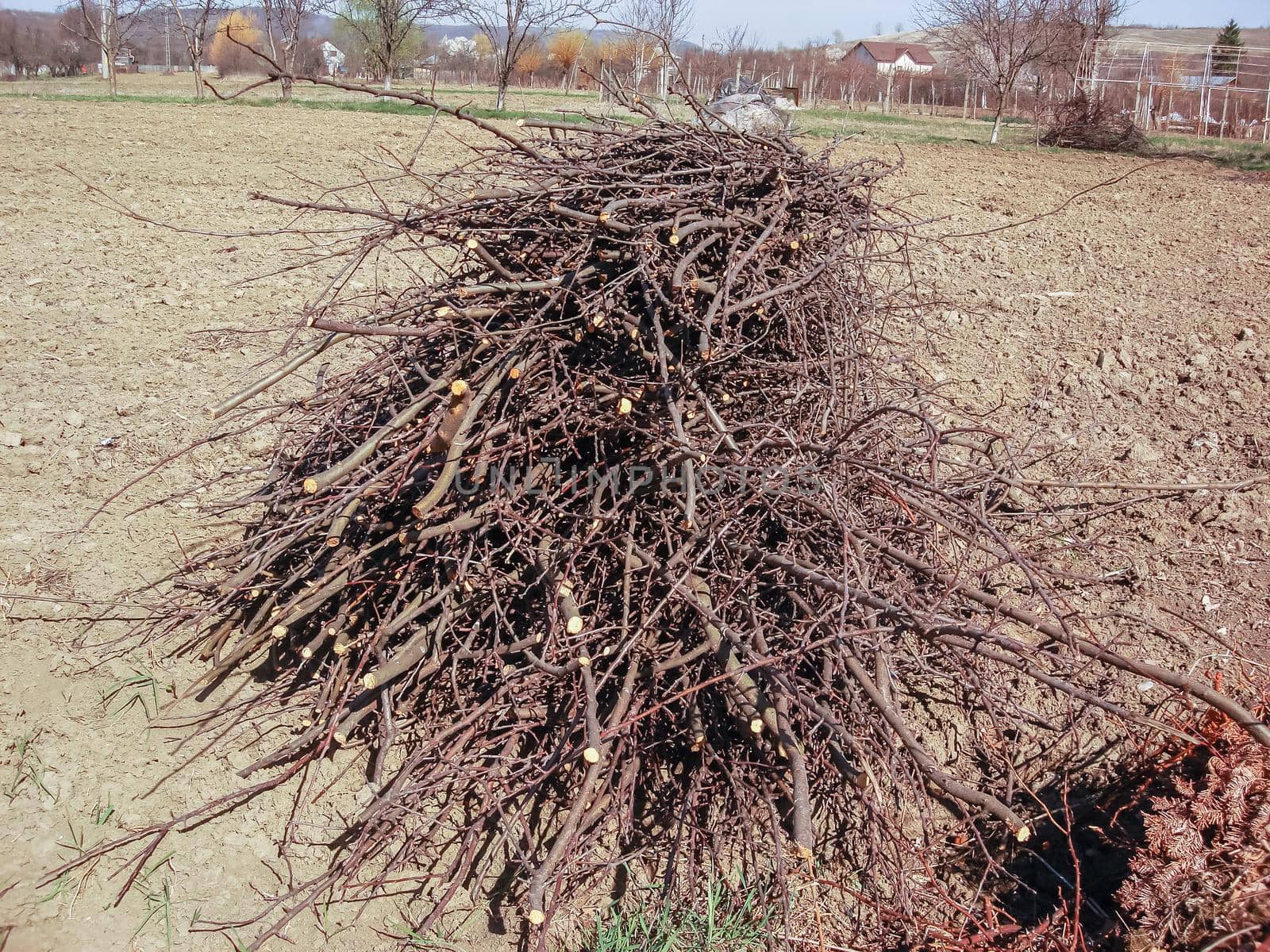 Pile of twigs and branches isolated in garden.
