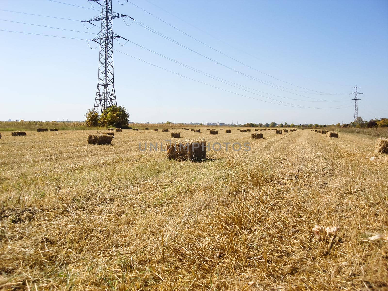 Agricultural field with straw bales after harvest.