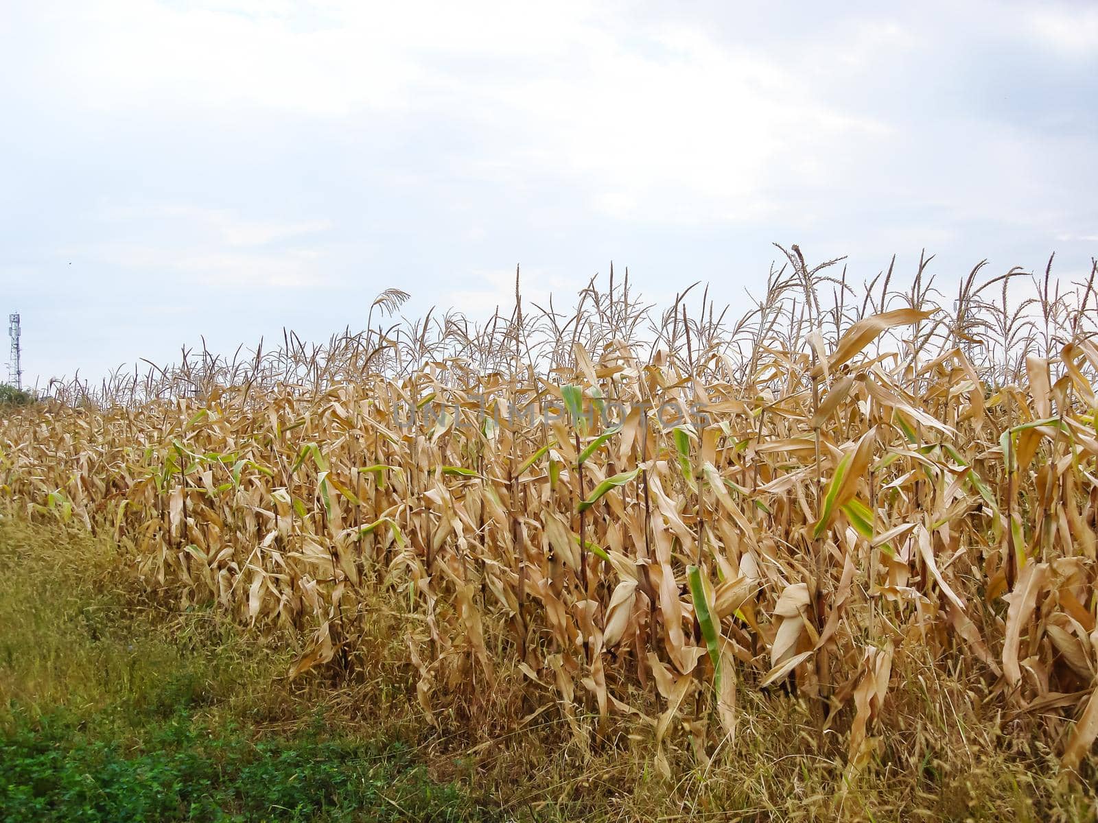 Dry corn field, dry corn stalks, end of season.