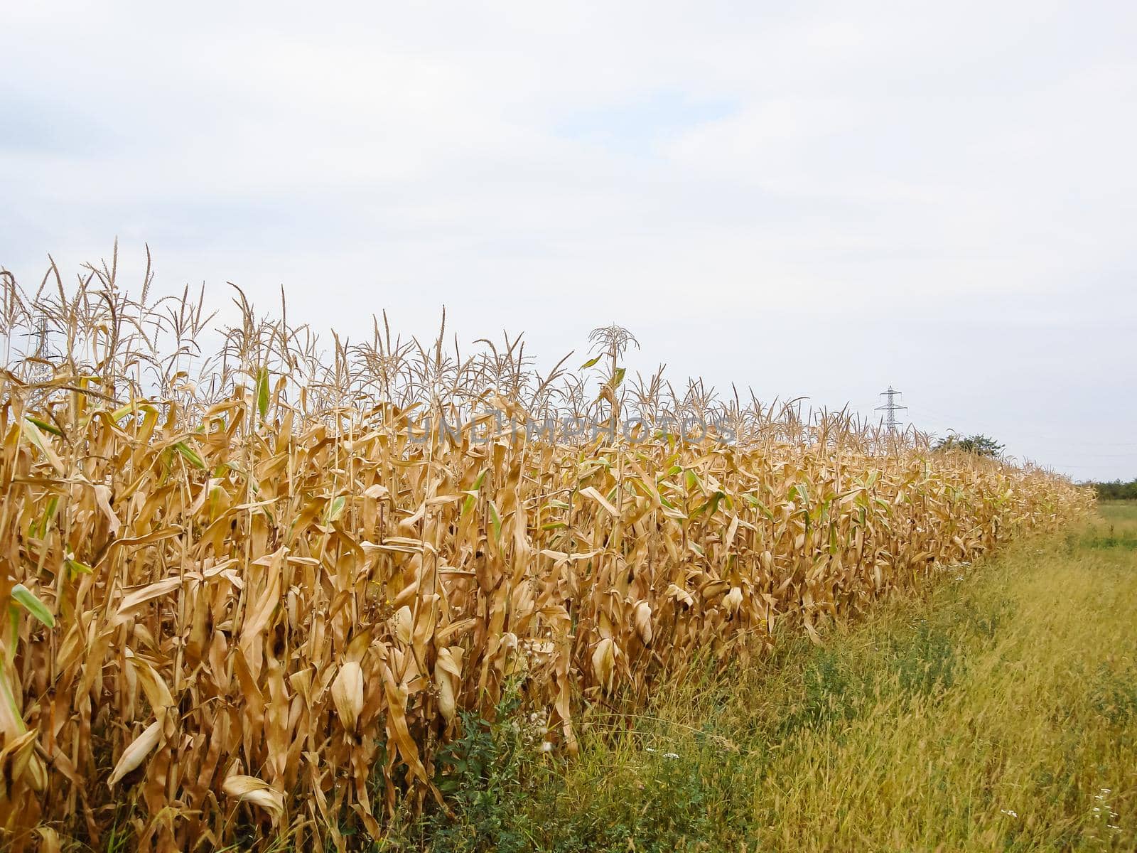 Dry corn field, dry corn stalks, end of season.