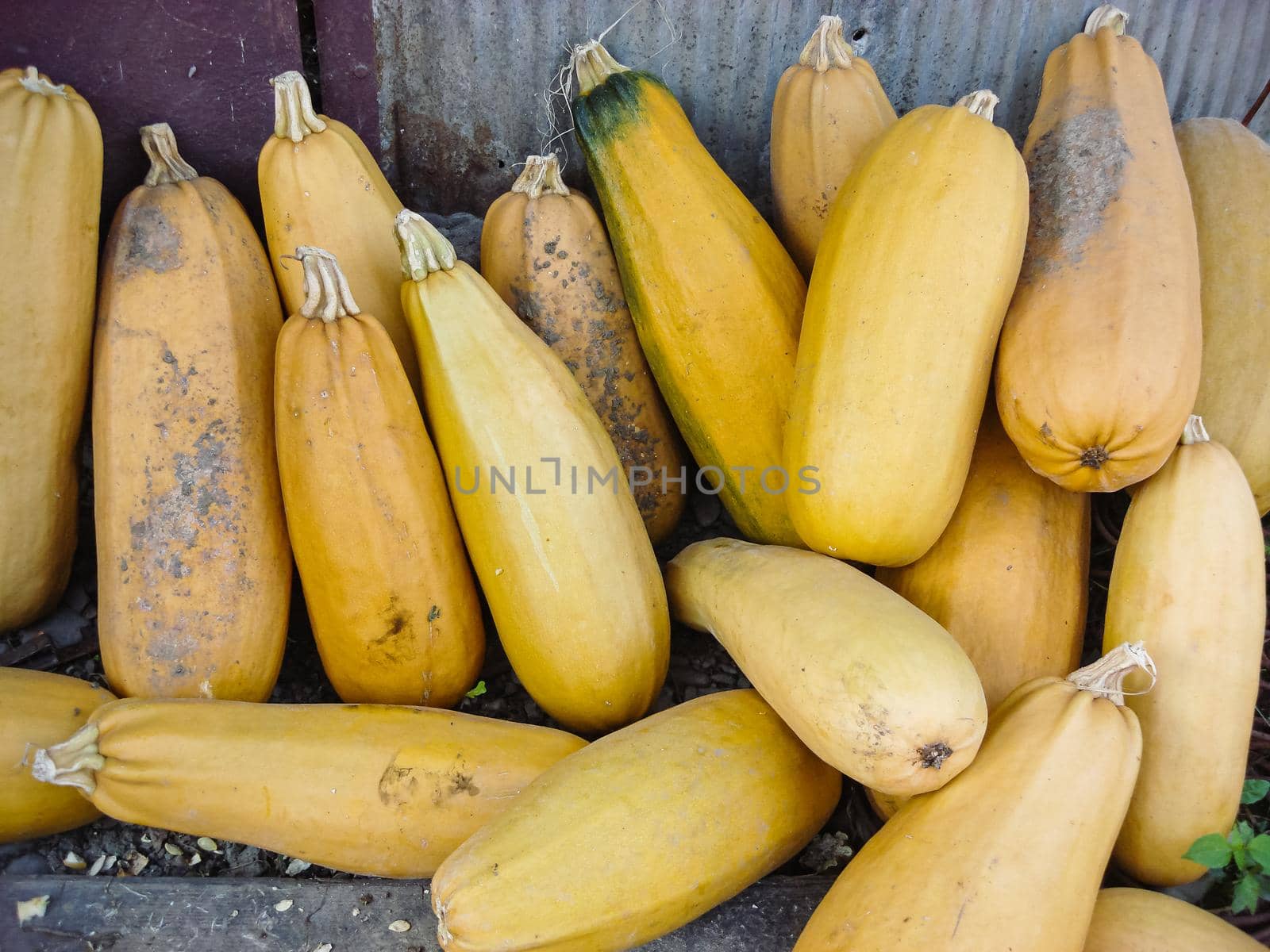 Organic food,  harvest yellow golden squash zucchini.