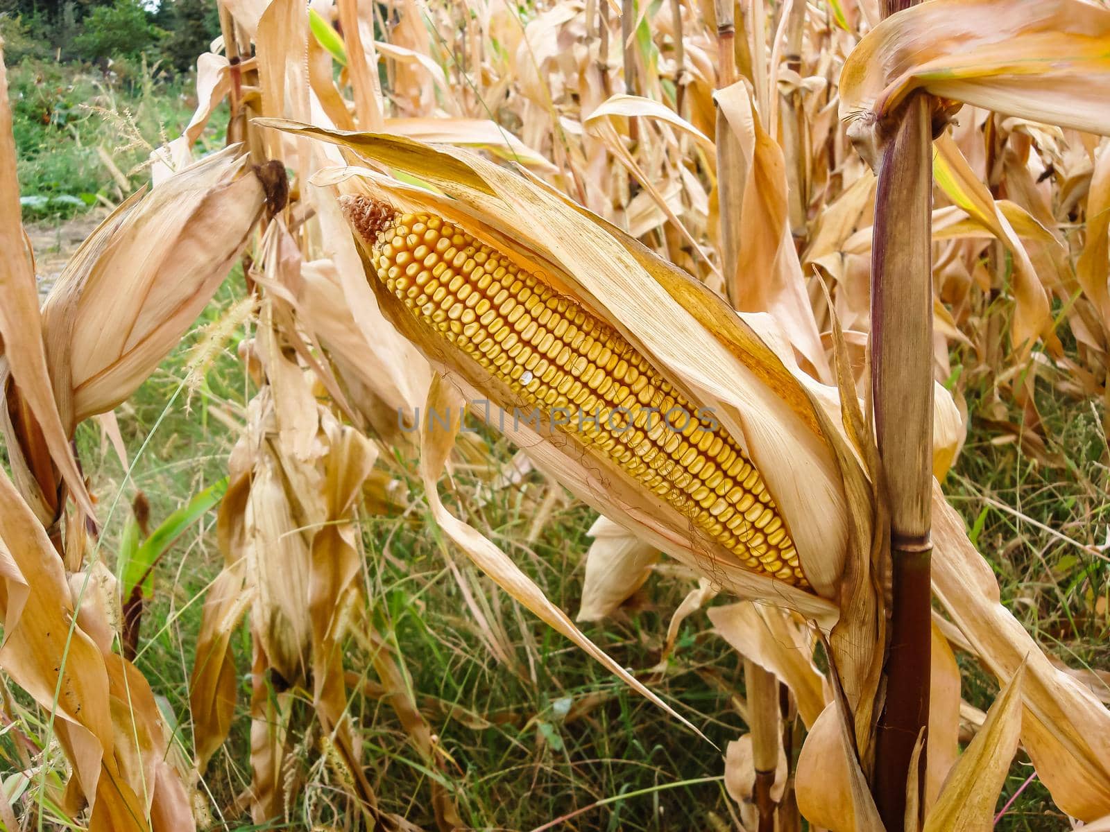 Dry corn field, dry corn stalks, end of season. by vladispas