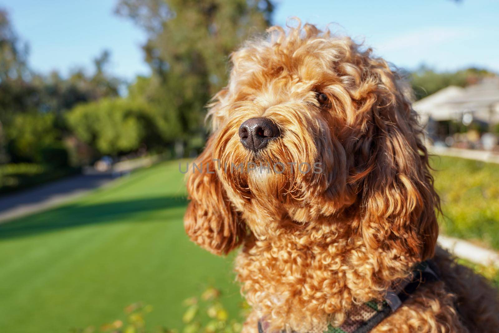 Cavapoo dog resting in the sun at the park, mixed -breed of Cavalier King Charles Spaniel and Poodle.
