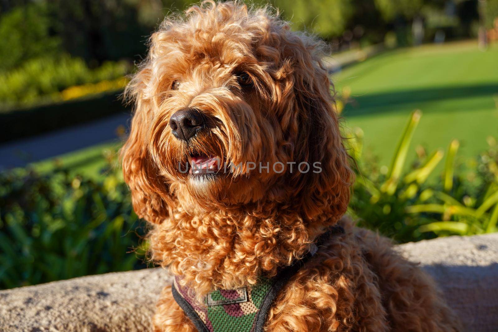 Cavapoo dog at the park, mixed -breed of Cavalier King Charles Spaniel and Poodle. by Bonandbon