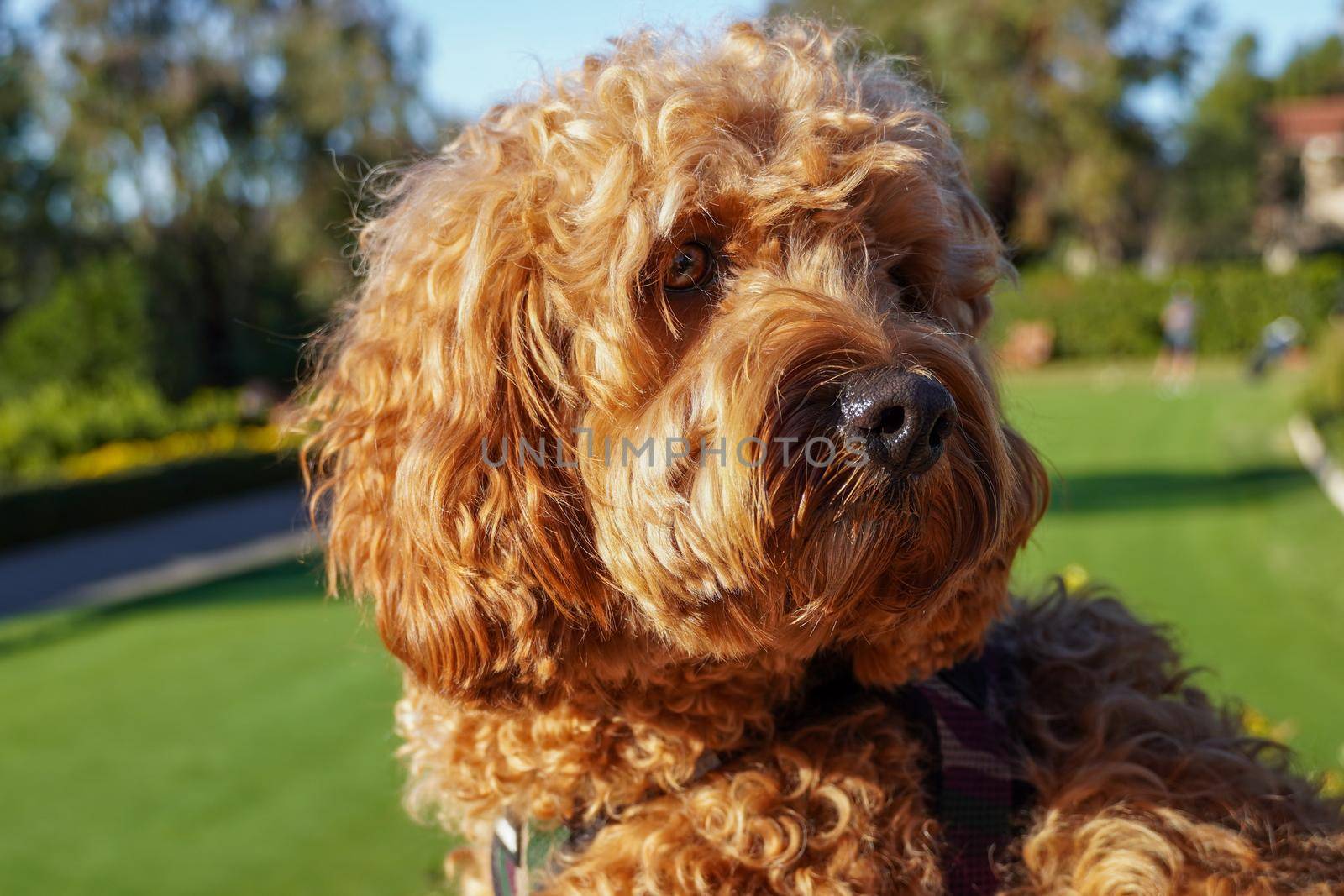 Cavapoo dog resting in the sun at the park, mixed -breed of Cavalier King Charles Spaniel and Poodle.