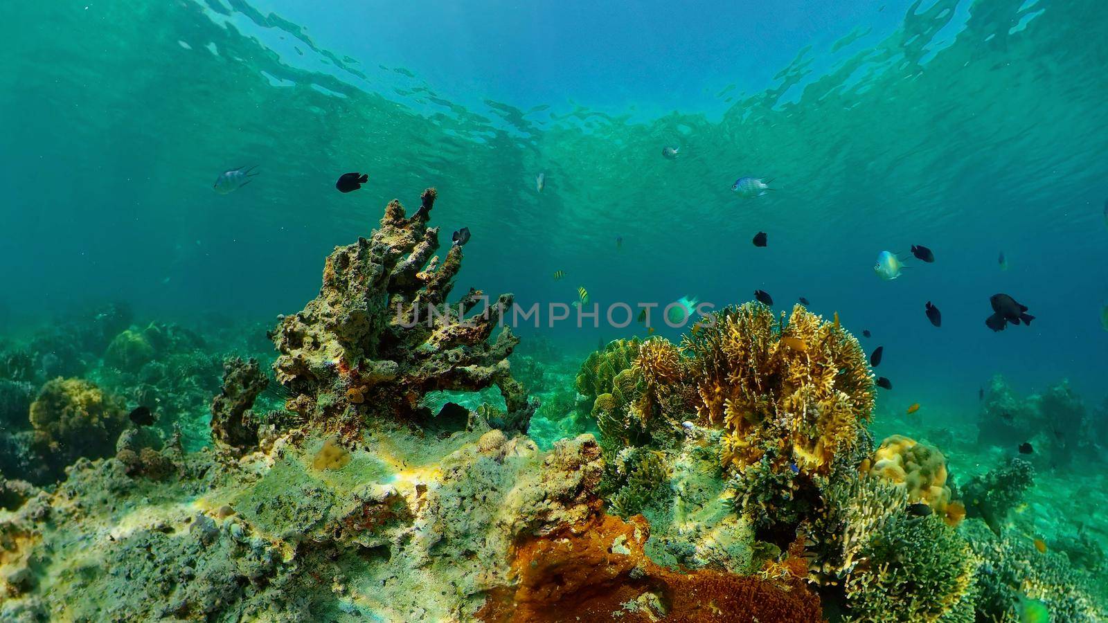 Coral reef underwater with fishes and marine life. Coral reef and tropical fish. Philippines.