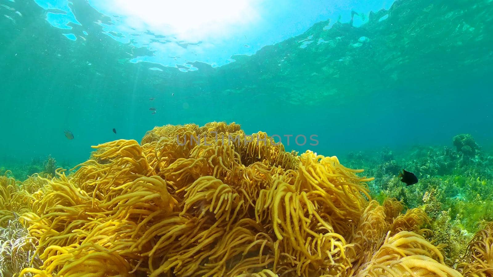 The underwater world of coral reef with fishes at diving. Coral garden under water. Philippines.