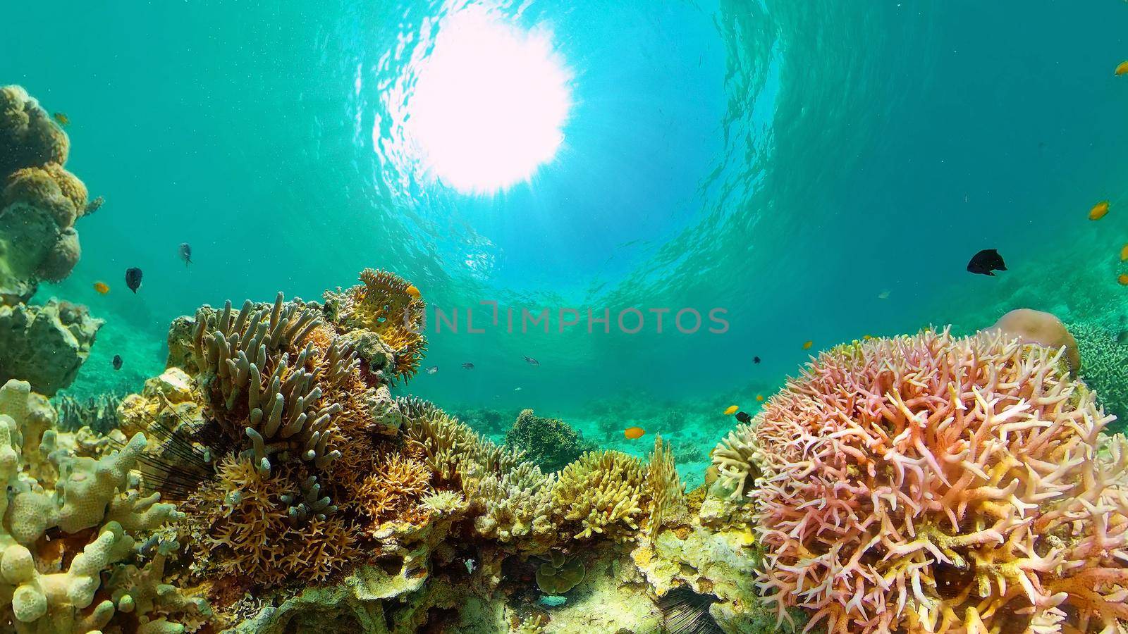 Coral reef underwater with fishes and marine life. Coral reef and tropical fish. Philippines.