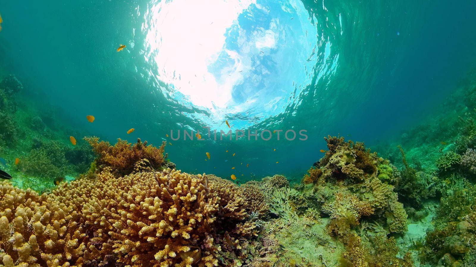 Tropical coral reef seascape with fishes, hard and soft corals. Underwater video. Philippines.