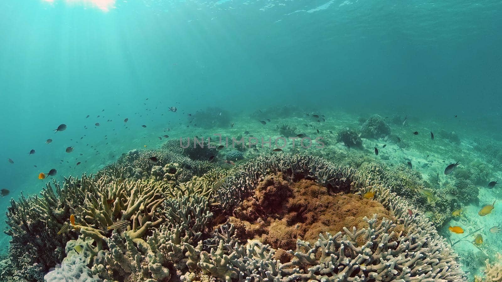 Reef Coral Tropical Garden. Tropical underwater sea fish. Colourful tropical coral reef. Philippines.