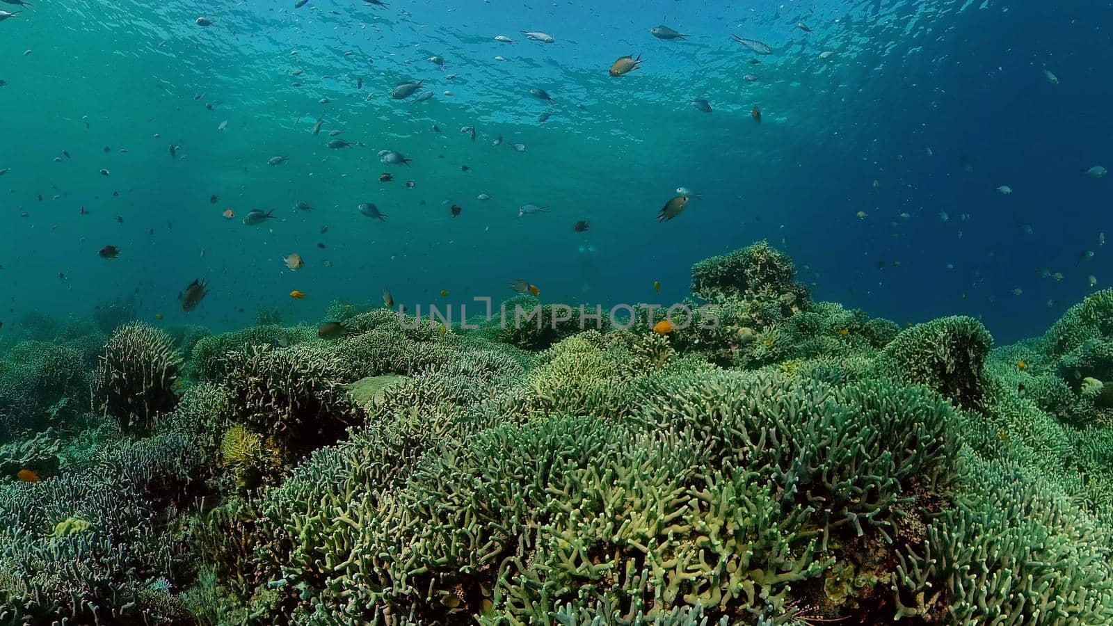 Scene reef. Marine life sea world. Underwater fish reef marine. Philippines.
