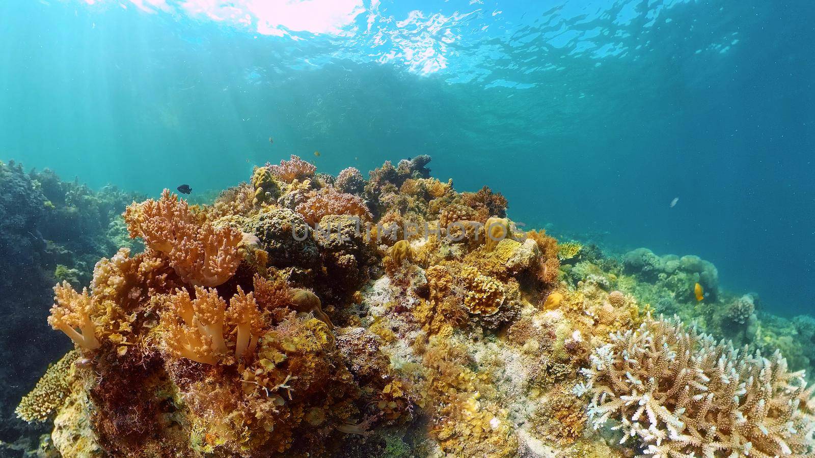 Coral reef underwater with fishes and marine life. Coral reef and tropical fish. Philippines.