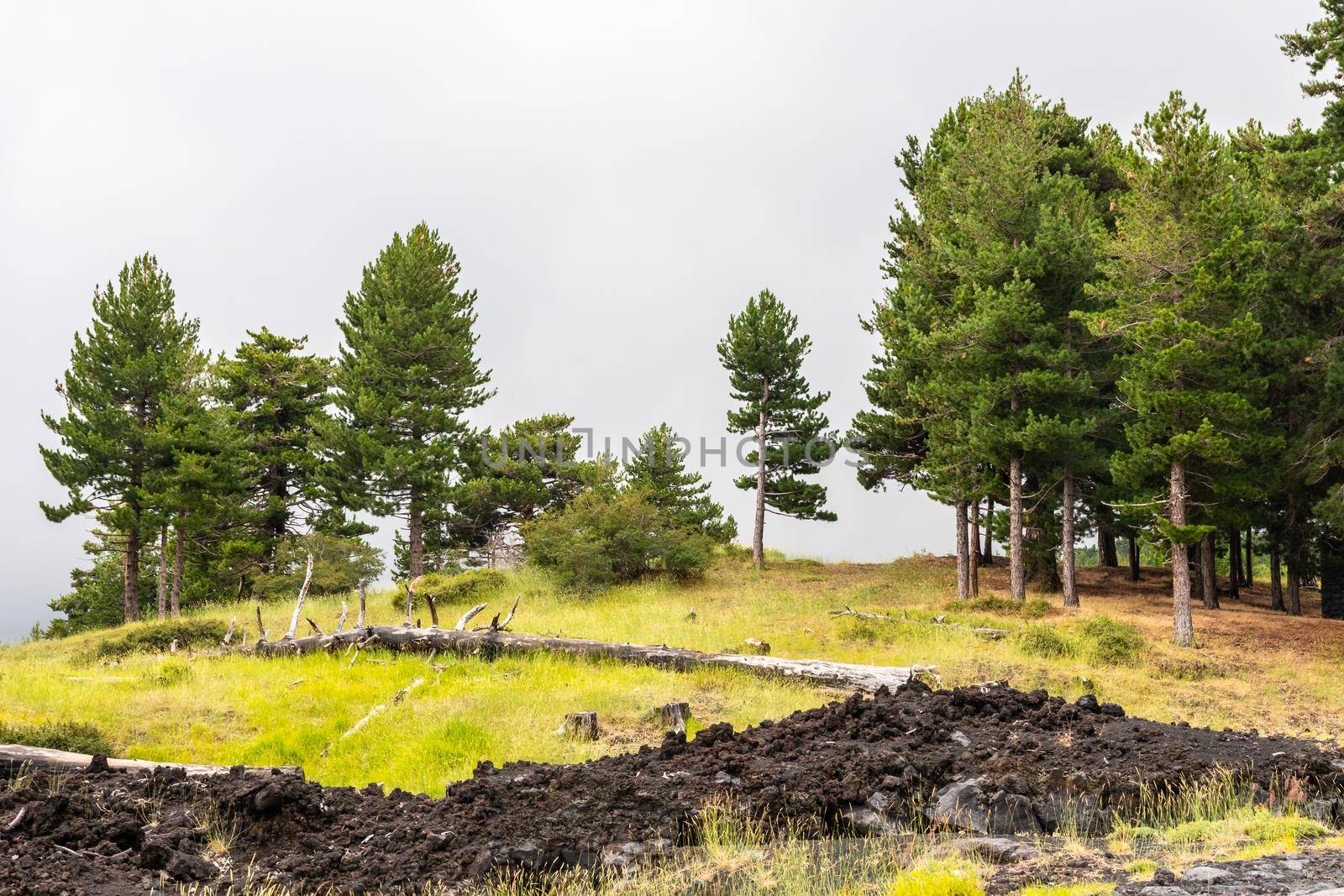 Mount Etna volcanic landscape and its typical vegetation, Sicily by mauricallari