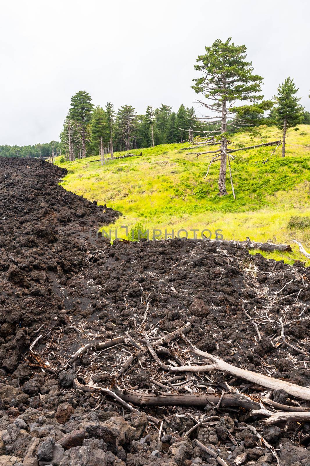 Mount Etna volcanic landscape and its typical vegetation, Sicily by mauricallari