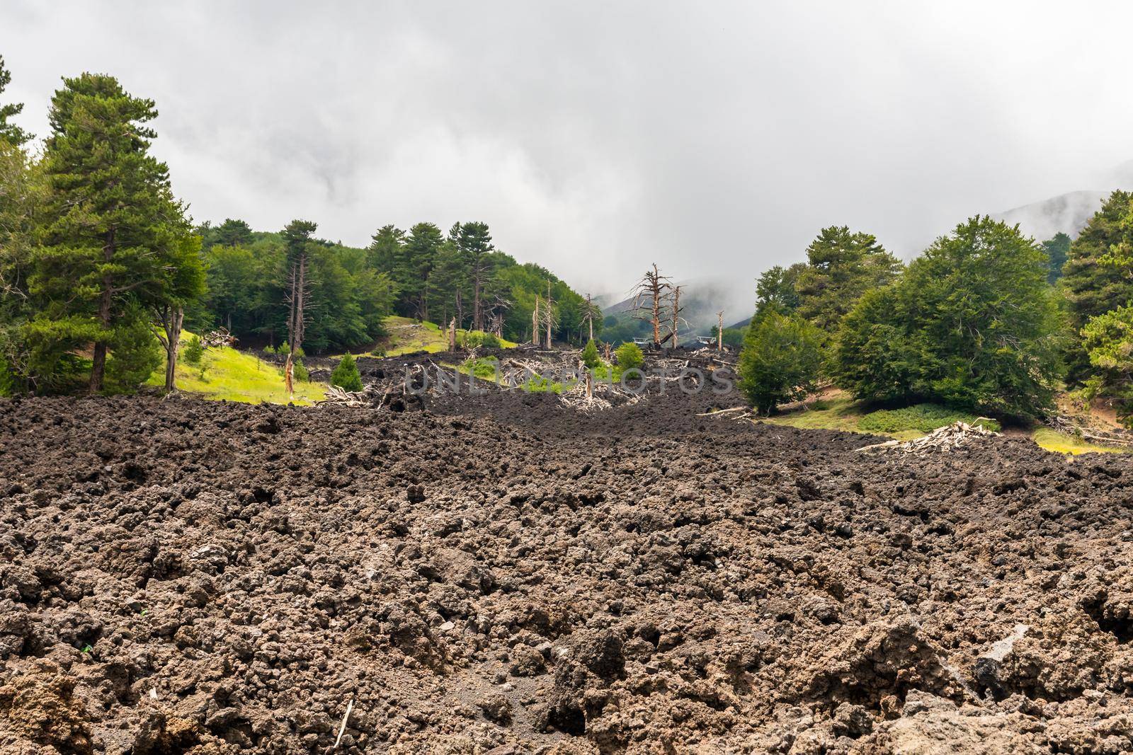 Mount Etna volcanic landscape and its typical vegetation, Sicily by mauricallari