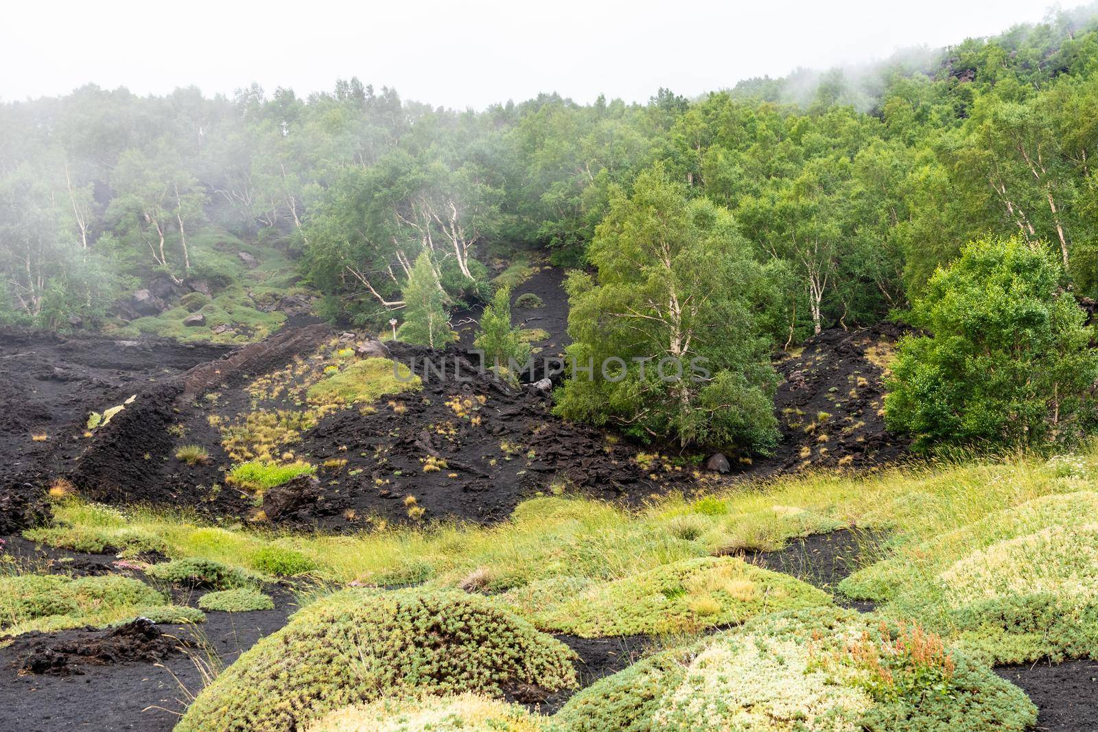 Mount Etna volcanic landscape and its typical vegetation, Sicily by mauricallari